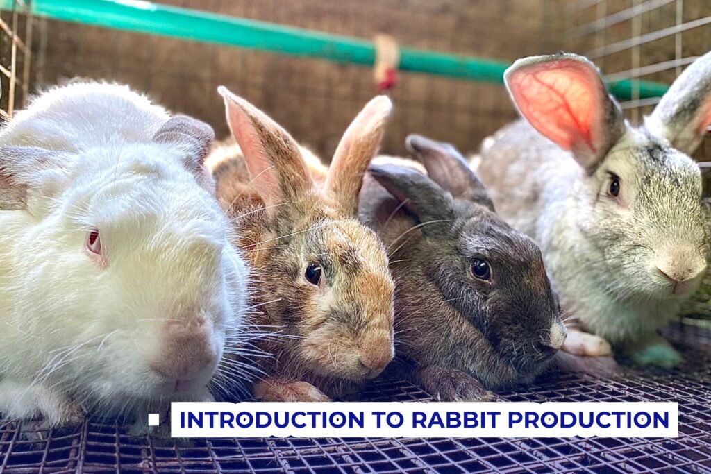 Introduction to Rabbit Farming